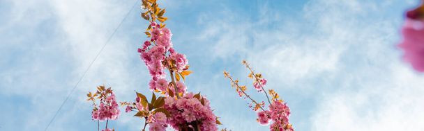 bottom view of pink flowers on branches of sakura tree, banner - Photo, Image