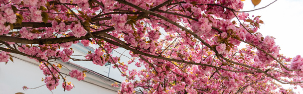 blooming and pink flowers on branches of sakura tree, banner - Photo, Image