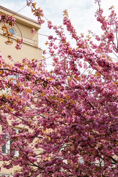niski kąt widzenia gałęzi z kwitnącymi różowymi kwiatami na drzewie wiśniowym w pobliżu budynku  - Zdjęcie, obraz