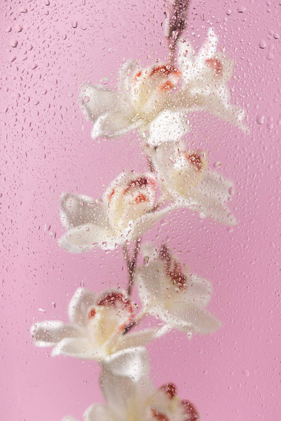 Biała orchidea kwitnie na gałęzi za mokrym szkłem z kroplami wody. Skup się na kroplach. Streszczenie naturalnego teksturowanego tła.  - Zdjęcie, obraz