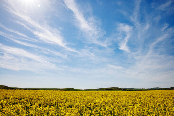 ブルガリアの暖かい国では、昼間の青い曇った空に対して植えられたフィールドを持つ山の谷の明るい黄色の小さな植物と大きな春の開花草原 - 写真・画像