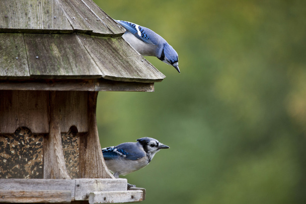 Jay bleu au mangeoire
 - Photo, image
