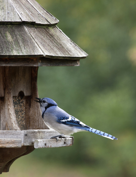 Blue Jay no alimentador
 - Foto, Imagem