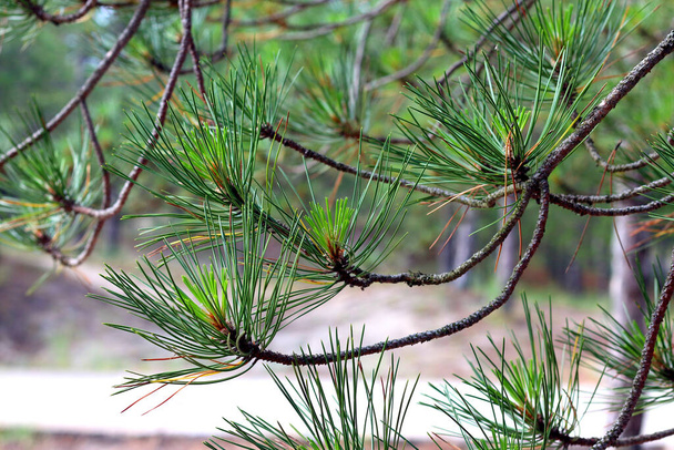 Green fir tree or pine branches - Photo, Image