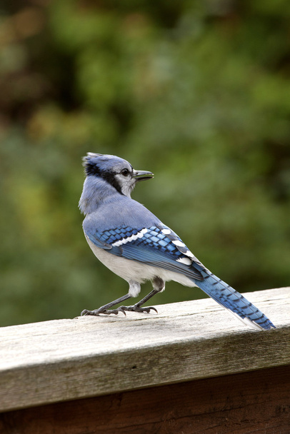 Blue Jay at feeder - Фото, зображення