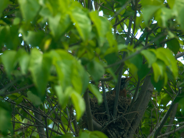 Robin des seins rouges dans un nid dans un cornouiller
 - Photo, image