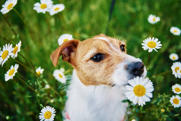 Roztomilý pes sedí v zelené trávě s heřmánkem a vůní květiny, Zvířecí portrét na letní louce - Fotografie, Obrázek