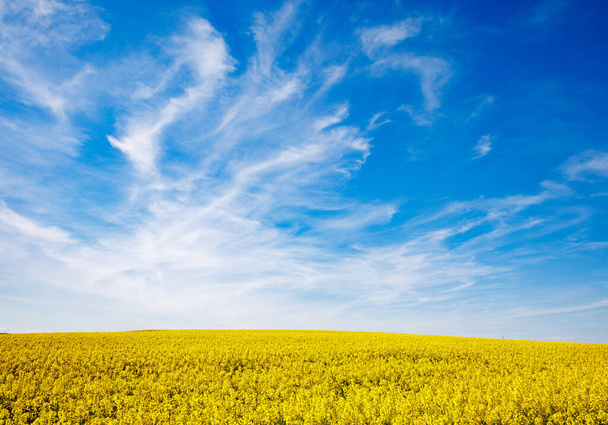 Grandes prados florecientes de primavera con pequeñas plantas de color amarillo brillante en un valle de montaña con campos plantados contra un cielo nublado azul durante el día, en el cálido país de Bulgaria - Foto, imagen