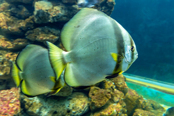 Angel fish long tail swimming in aquarium. This fish usually lives in the Amazon, Orinoco and Essequibo river basins in tropical South America. - Photo, Image