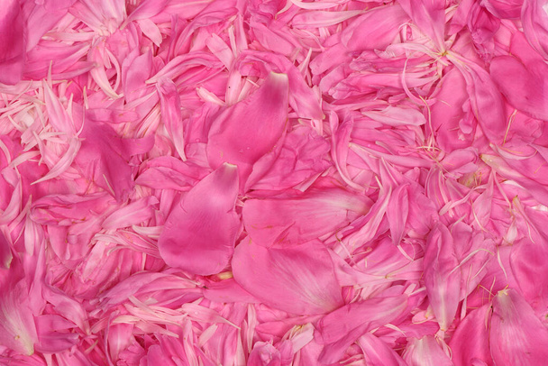 Peonías rosadas en colores pastel de cerca, patrón de flores, procesamiento de fotos vintage. Foto de alta resolución. Profundidad total del campo. - Foto, imagen