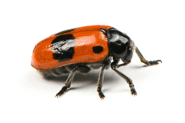 El Escarabajo Enterrador (Nicrophorus vespilloides) aislado sobre fondo blanco. Foto de alta resolución. Profundidad total del campo. - Foto, imagen