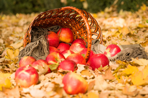 sepeti elmalı orman sonbahar yaprakları üzerinde - Fotoğraf, Görsel