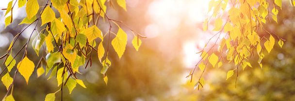 Sonbahar arkaplanı, güneşli bir günde ağaçtaki sarı huş yapraklarıyla - Fotoğraf, Görsel