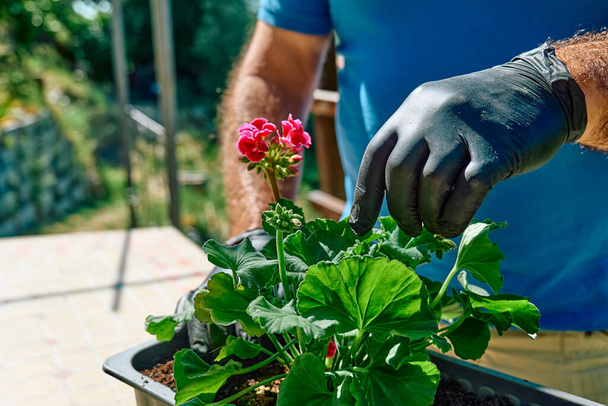 Tuinieren thuis. Man herplant geraniums in bloempot op zonnig balkon. Mannelijke tuinier vrije tijd. Hobby. - Foto, afbeelding