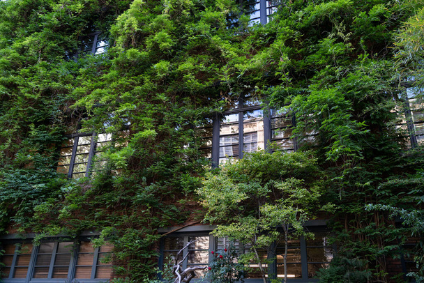 Πράσινη πρόσοψη και οικολογική έννοια σπίτι. Αμπελώνας αναρριχητικό γύρω από το παράθυρο στο κτίριο πρόσοψης καλύπτονται άγρια σταφύλια - Φωτογραφία, εικόνα