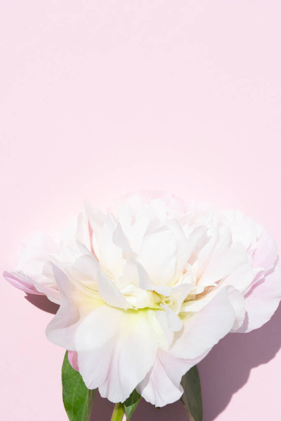 淡いピンクの牡丹の花の頭をパステルピンクの背景に閉じて - 写真・画像