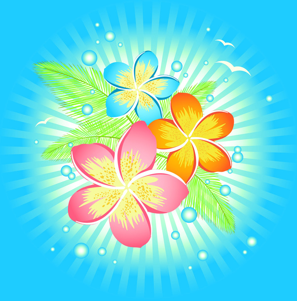 Frangipani flower - Vector, Image