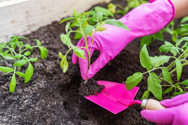 Las manos humanas están plantando tomates en el suelo en su jardín. - Foto, imagen