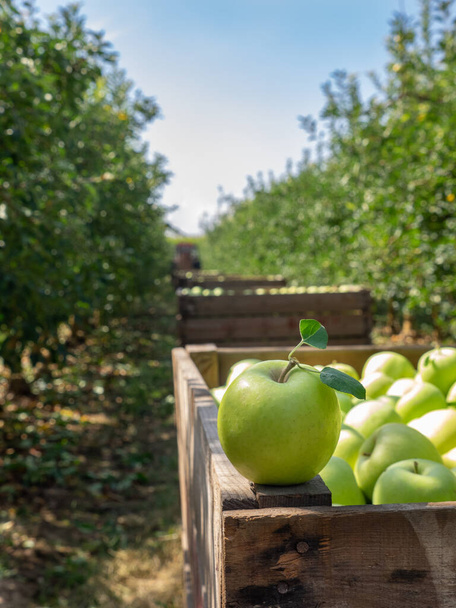 Manzanas frescas ecológicas en una caja de madera en un huerto de manzanas. Cosecha de otoño
. - Foto, Imagen