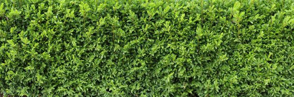 Boxwood hedge texture. Buxus plant pattern. Gardening hedge background. - Foto, imagen