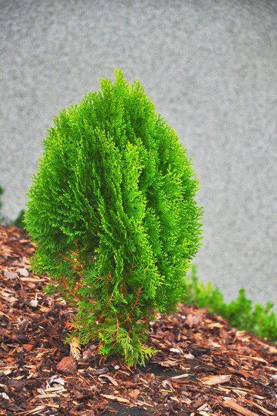 μικρό πράσινο Μπους - Φωτογραφία, εικόνα