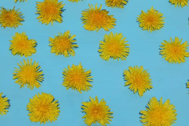 jasny żółty dandelions wzór na niebieskim tle - Zdjęcie, obraz