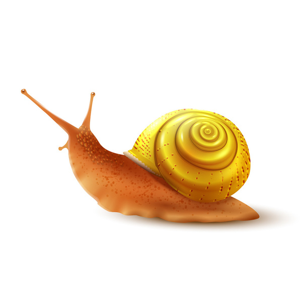 Snail realistic isolated - Vector, Image