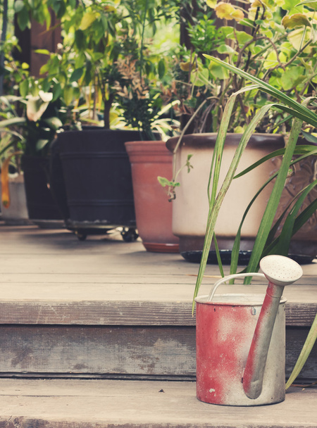Retro watering can on a background of indoor plants in pots - Foto, imagen