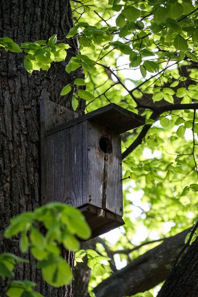 Стара дерев'яна клітка птахів, прикріплена до великого дерева. Пташиний будинок на дереві
. - Фото, зображення
