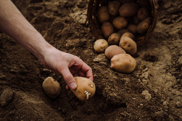 planting potato tubers in the ground, preparing fo - Photo, image
