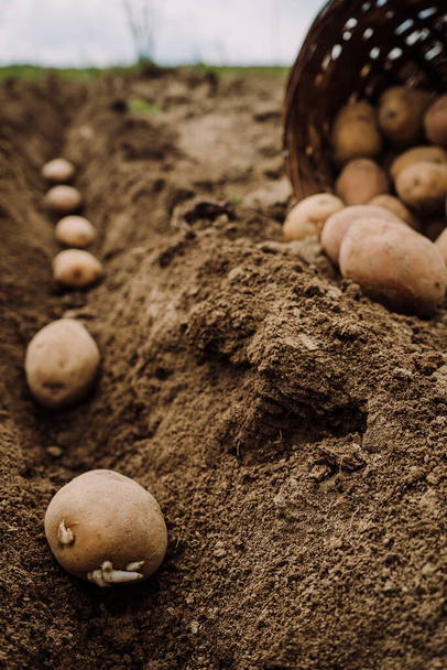 planting potato tubers in the ground, preparing fo - Fotó, kép