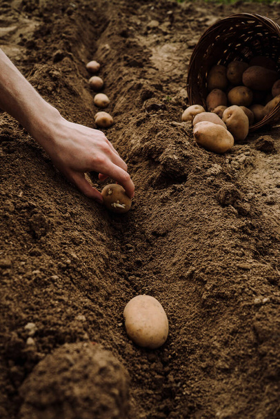 plantación de tubérculos de patata en el suelo, preparándose para - Foto, imagen