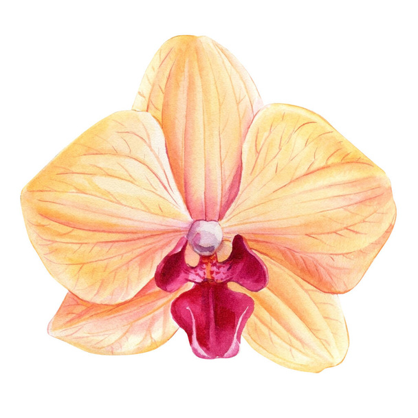 İzole edilmiş beyaz arkaplanda orkide, suluboya botanik çizim. Flora resmi, tropikal çiçek - Fotoğraf, Görsel