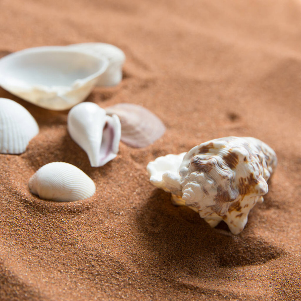 Primer plano de conchas marinas y caracolas en la arena - Foto, Imagen