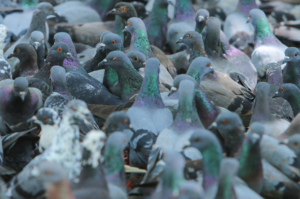 Pigeons dans le parc, Thaïlande
 - Photo, image