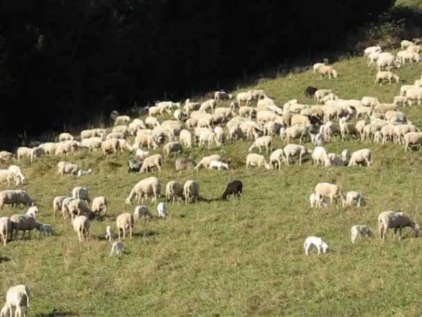 Rebanho de ovinos - Filmagem, Vídeo