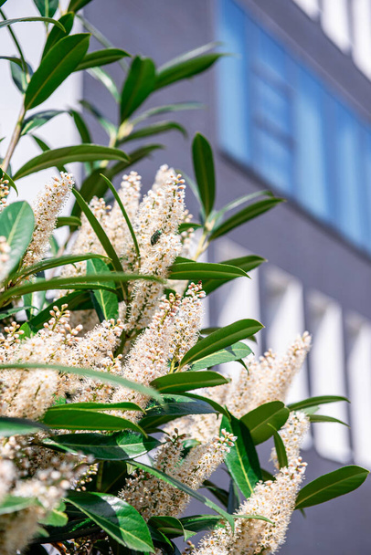 Flowering tree in the foreground against the background of the building. Green leaves with white flowers. Decorative flowering shrub plant for landscaping streets and houses - Foto, imagen
