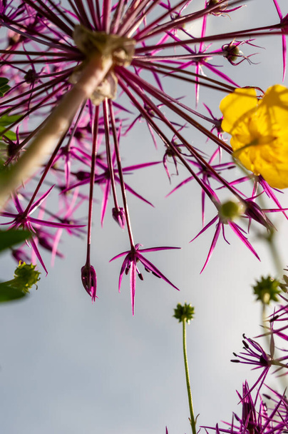 Niski kąt obrazu fioletowy kwiat głowy przed błękitnym niebem - Zdjęcie, obraz