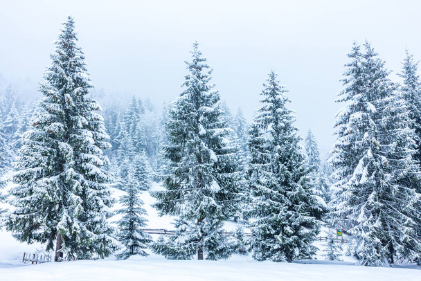 Hermoso paisaje de invierno con árboles cubiertos de nieve. Montañas de invierno. - Foto, Imagen