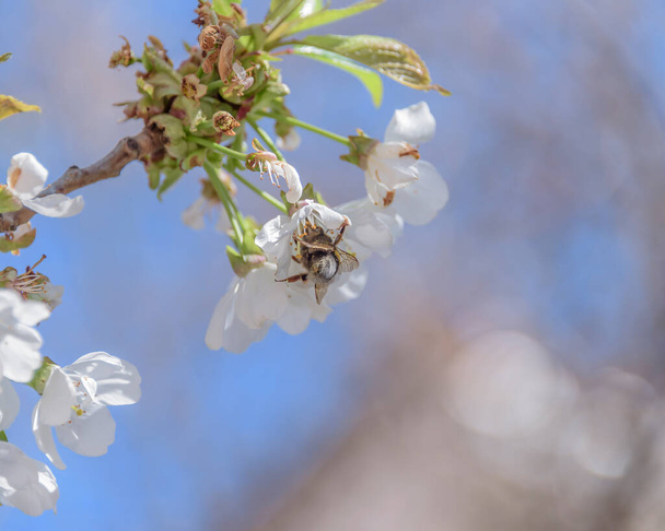 Μέλι μέλισσα λείπει έννοια ή εξαφανίζονται μέλισσες σημάδι μήνυμα ως σύμβολο της γεωργίας για την καλλιέργεια κρίση επικονίασης, όπως η παρακμή και την εξαφάνιση έντομα επικονίασης. - Φωτογραφία, εικόνα