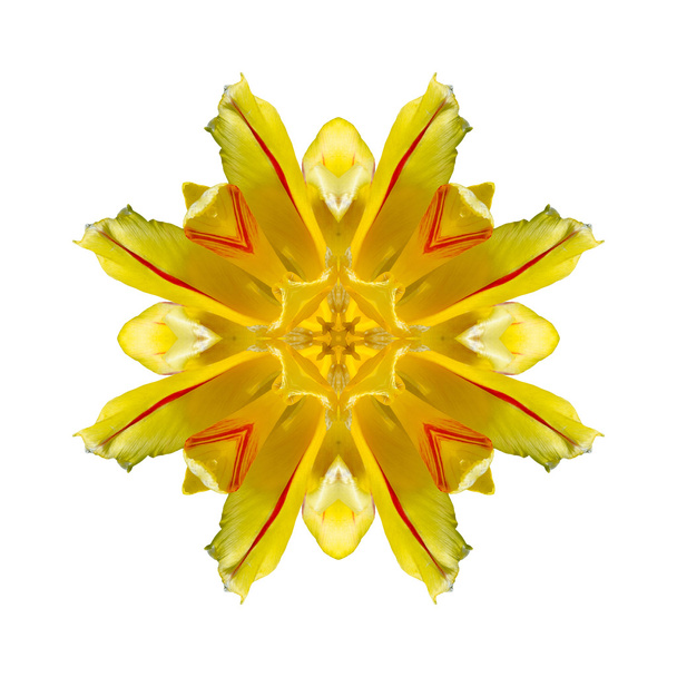 Flower mandala isolated on white background - Φωτογραφία, εικόνα