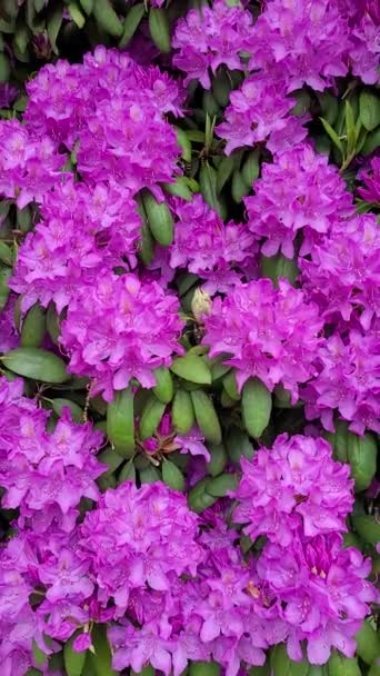 Prachtige paarse rododendrons in het voorjaar - Video