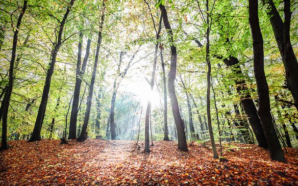Mysterious autumn forest landscape with sunbeams - Fotó, kép