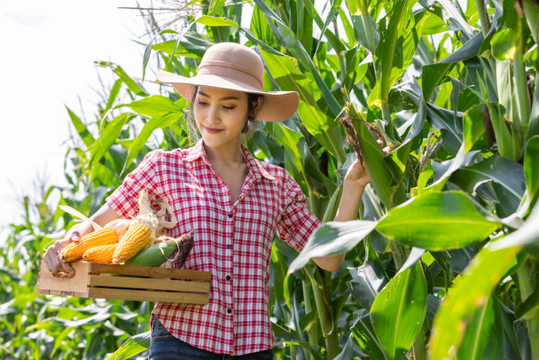 Молода жінка фермер відбір проб кукурудзяних клітин на полі для перевірки перед збиранням врожаю на фермі
. - Фото, зображення
