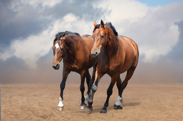 İki kahverengi at ücretsiz paça  - Fotoğraf, Görsel