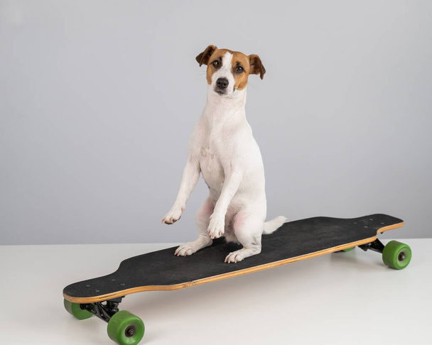 Dog jack russell terrier posing on a longboard in front of a white background.  - Фото, изображение