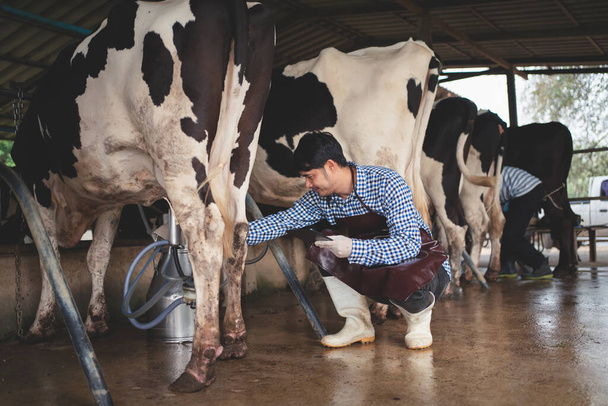 agricultor masculino que comprueba su ganado y la calidad de la leche en la granja lechera. Industria agrícola, agricultura y ganadería concepto, vaca en granja lechera comer heno, establo. - Foto, imagen