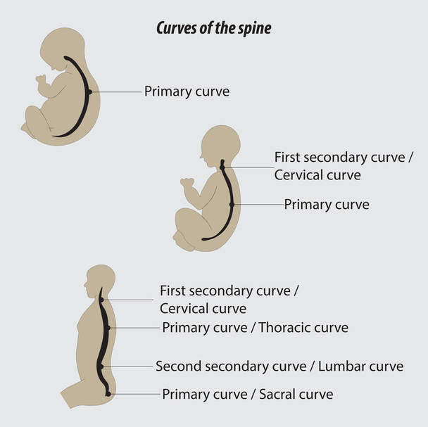 Curvas de la columna vertebral humana estructura de la columna vertebral desde el nacimiento hasta el adulto curvas primarias y secundarias de la columna vertebral - Vector, Imagen
