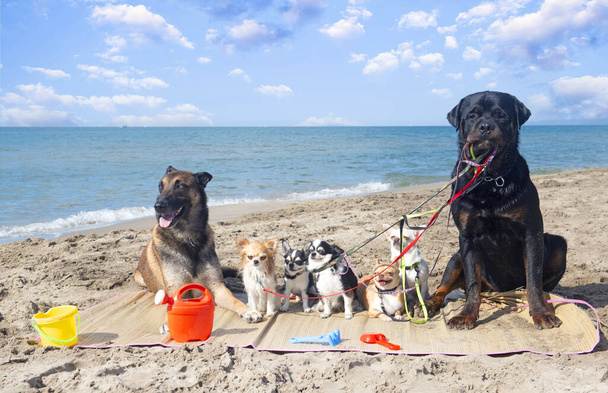 Rottweiler, Malinois ve Chihuahua yazın sahilde - Fotoğraf, Görsel