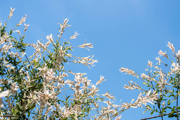 Білий вербовий кущ з білим і зеленим листям у весняному або літньому саду на чистому блакитному фоні неба
 - Фото, зображення